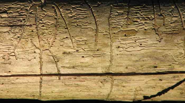 Log Underscore photo by Scott M2