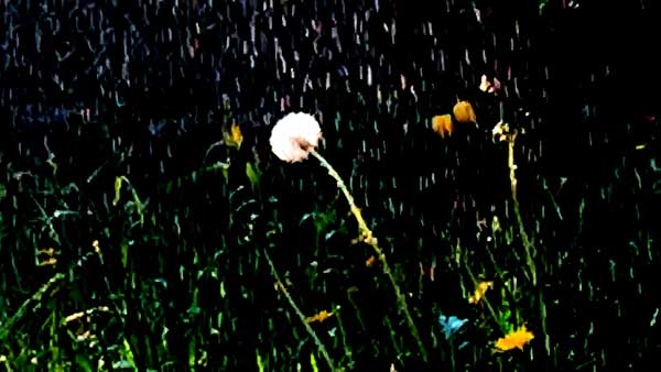 Still from Dandelion by Scott M2 - Music by dreamSTATE